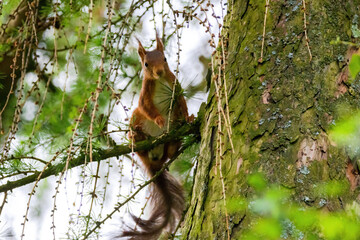 cute young squirrel portrait on tree at park, wildlife