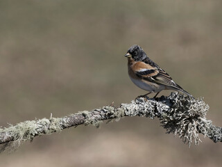 Brambling, Fringilla montifringilla