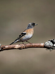 Brambling, Fringilla montifringilla