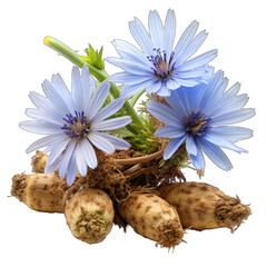 chicory flowers with crushed root on transparent background