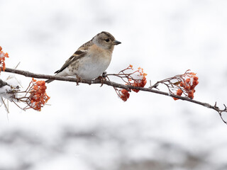 Brambling, Fringilla montifringilla