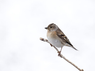 Brambling, Fringilla montifringilla