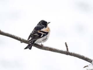 Brambling, Fringilla montifringilla