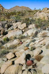Desert barrel cactus (Ferocactus cylindraceus) - close-up of a red spine cactus in a desert landscape in Joshua Tree National Park, California
