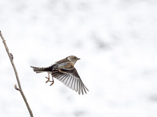 Fototapeta premium Brambling, Fringilla montifringilla