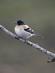 Brambling, Fringilla montifringilla