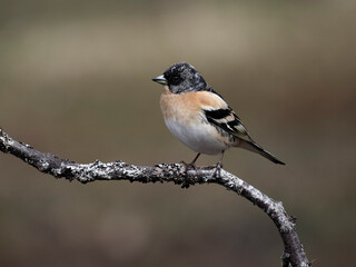 Brambling, Fringilla montifringilla