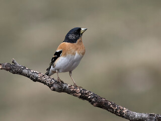 Brambling, Fringilla montifringilla