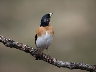 Brambling, Fringilla montifringilla