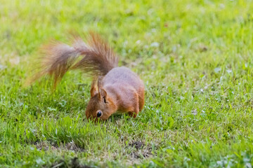 A small brown squirrel is walking through a grassy field