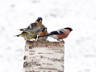 Bullfinch, Pyrrhula pyrrhula