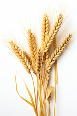 An ear of wheat isolated on white background