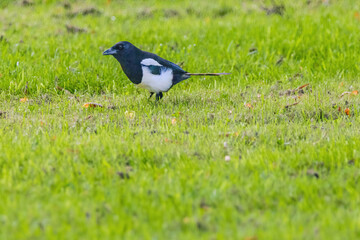 A black and white magpie bird is standing in a green field
