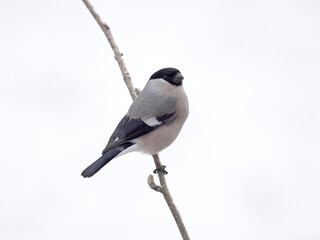 Bullfinch, Pyrrhula pyrrhula