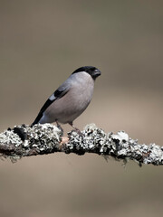 Obraz premium Bullfinch, Pyrrhula pyrrhula