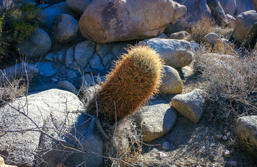 Desert barrel cactus (Ferocactus cylindraceus) - a cactus with red spines growing in a rock crack...