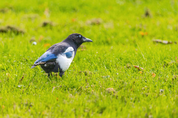 A black and white magpie bird is standing in a green field