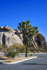Rock landscape, Yucca Brevifolia Mojave Desert Joshua Tree National Park, CA