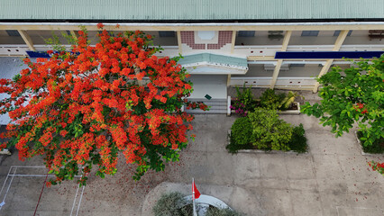 Amazing landscape of Mekong Delta village, school campus with red phoenix flowers tree bloom...