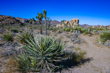 Rock landscape, Yucca Brevifolia Mojave Desert Joshua Tree National Park, CA
