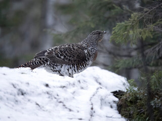 Capercaillie, Tetrao urogallus