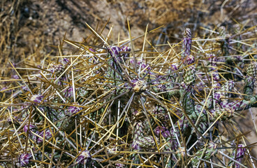 Branched pencil cholla (Cylindropuntia ramosissima) - segmented stem of a cactus with long spines...