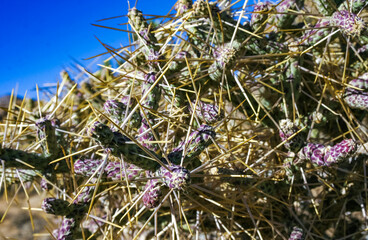 Branched pencil cholla (Cylindropuntia ramosissima) - segmented stem of a cactus with long spines...