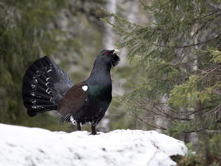 Capercaillie, Tetrao urogallus