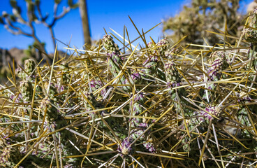 Branched pencil cholla (Cylindropuntia ramosissima) - segmented stem of a cactus with long spines...