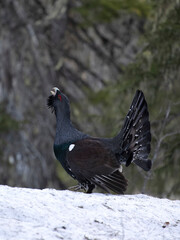 Capercaillie, Tetrao urogallus