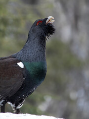 Capercaillie, Tetrao urogallus