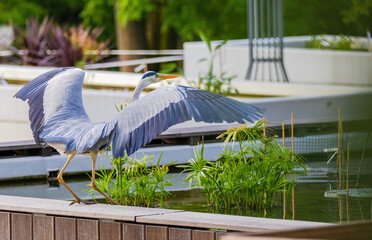 The eastern great egret, a white heron in the genus Ardea, fishing at calm water in lake