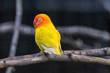 A yellow and orange bird is perched on a branch