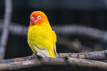 A yellow and orange bird is perched on a branch