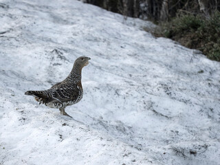 Capercaillie, Tetrao urogallus