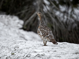 Capercaillie, Tetrao urogallus
