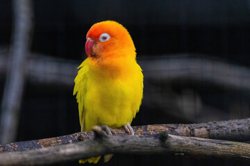 A yellow and orange bird is perched on a branch