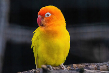A yellow and orange bird is perched on a branch