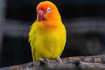 A yellow and orange bird is perched on a branch