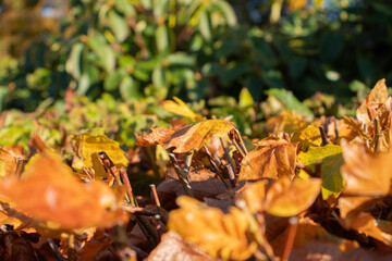 autumn leaves on the ground