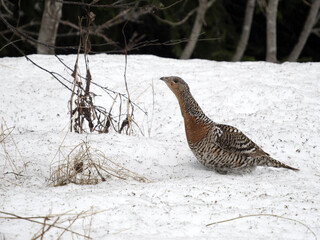 Capercaillie, Tetrao urogallus