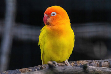 A yellow and orange bird is perched on a branch