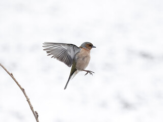 Chaffinch, Fringilla coelebs