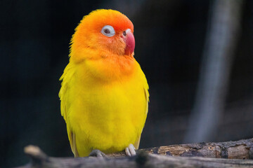 A yellow and orange bird is perched on a branch