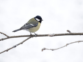 Obraz premium Great tit, Parus major