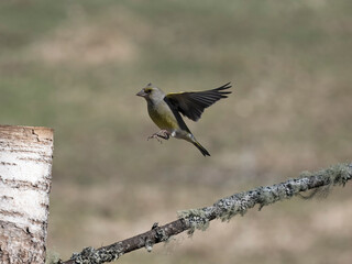 Greenfinch, Chloris chloris