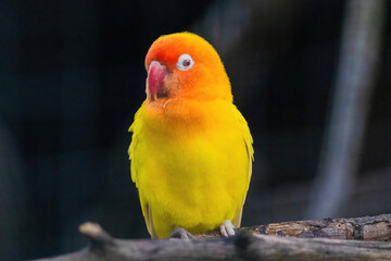 A yellow and orange bird is perched on a branch