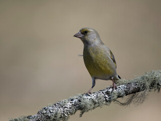 Greenfinch, Chloris chloris