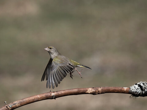 Greenfinch, Chloris chloris
