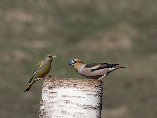 Hawfinch, Coccothraustes coccothraustes